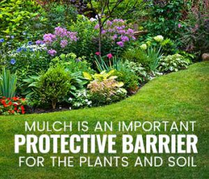 Why Mulch is Important in a Garden