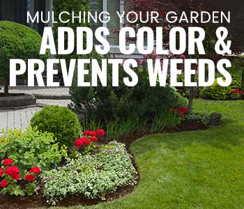 Which Mulch is Best to Prevent Weeds?